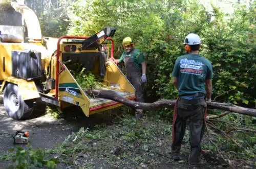 tree services Pacific Grove